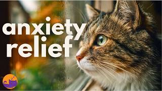 Home Alone Cat Music - Separation Anxiety Cure 🌈❤️
