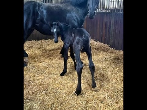 -sold- Quadriga : Black colt 5/2023 by Fair Deal/Jazzman for dressage