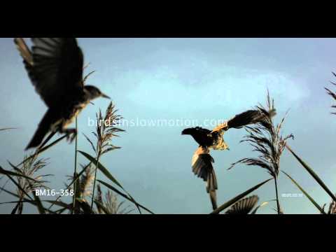 Starlings Slow Motion Flying in reeds shot with Phantom HD Gold