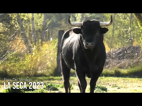 Los Toros Bravos para La Seca Fiesta del Verdejo 2023