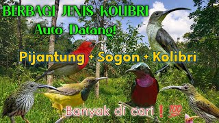 Download lagu SUARA PIKAT BERBAGAI JENIS KOLIBRI PIJANTUNG, SOGON, SEPAH RAJA TERBUKTI AMPUH mp3