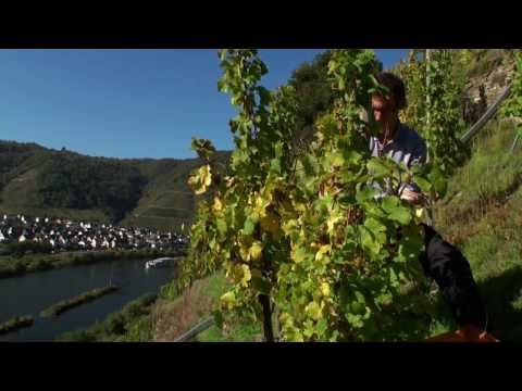 Mosel Wine harvest - Vintage - in Cochem Region in Moselle Valley in Germany