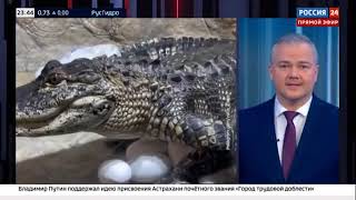Запустят ли крокодилов в Черное море?