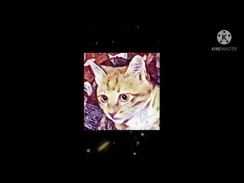 (please like and subscribe for more) ❤🐈🐈🐈🐈🐈❤