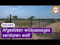 Wolf verstoord door wildpassages