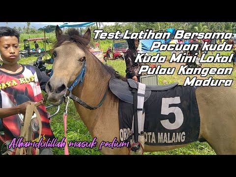 , title : 'coba Kuda Mini Liar Hutan Pulau Kangean Madura di LatBer Pacuan Kuda Wagir Malang 2020'