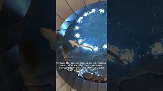 The Oculus at the Seattle Aquarium's Ocean Pavilion シアトル水族館オーシャン・パビリオンの円窓 (オキュラス) #SeattleAquarium