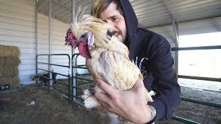 Can you stop a rooster from crowing!?