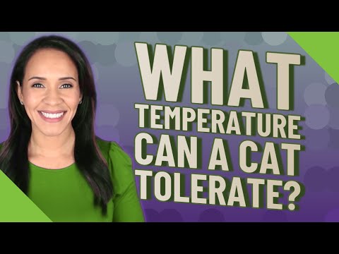 What temperature can a cat tolerate?