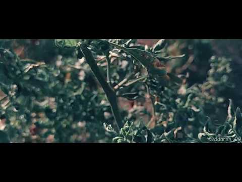 The vision of nature | Full HD-sonyIMX586