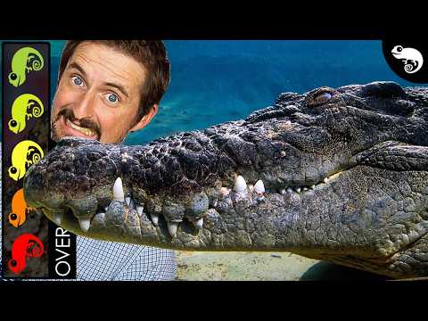 Saltwater Crocodile, The Best Pet Reptile?