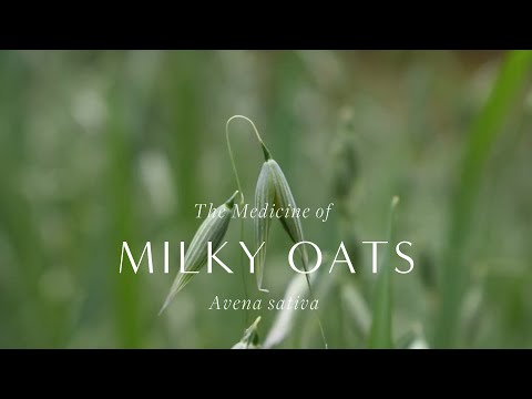 , title : 'The Medicine of Milky Oats – How to Use, Harvesting, and Making Herbal Medicine with Avena Sativa'