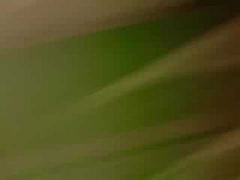 Darwin Boys coles foot chase