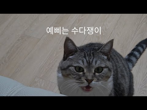 맹수는 수다쟁이..