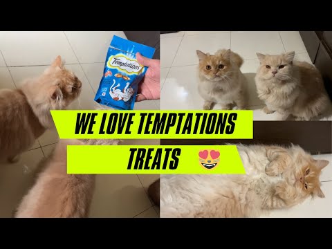 My Cat Loves Temptations Treats! | International Cat Day Special Vlog#2