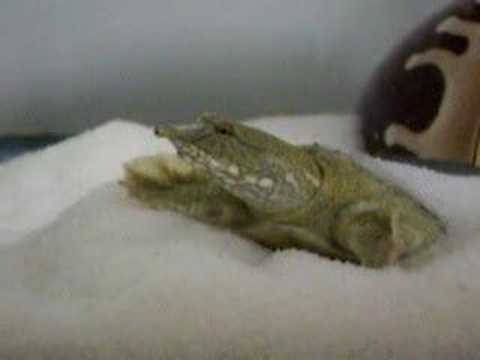 YouTube Video O34YPf-4f_w