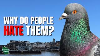 5 Things You Didn't Know About Pigeons!