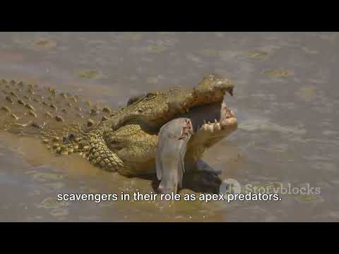 Plesiosaurus: Ecological Role in Jurassic Oceans