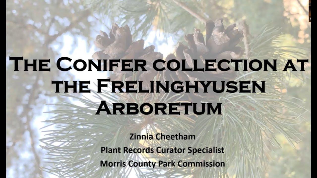 Conifers at the Frelinghuysen Arboretum, a Reference Garden for the American Conifer Society