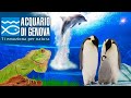ACQUARIO DI GENOVA Esperienza Da Fare Almeno Una Volta Sia Per Bambini Che Adulti AQUARIUM GENOA