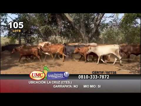 Lote 70 Vaquillonas en La Cruz, Corrientes