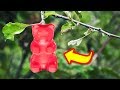 Top 10 Best Organic Candies And Sweets