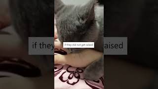 Why Are Your Cats Biting You?? 🙀🤔