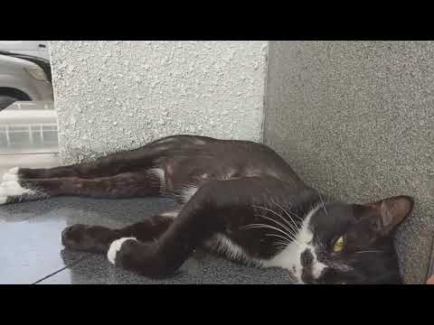 Cat wants both nap and play