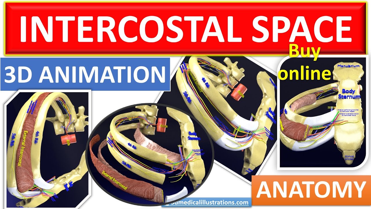 Intercostal space anatomy 3D Model