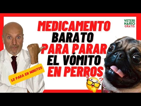 ❤️ MEDICATION TO STOP VOMITING IN DOGS ❤️ METOCLOPRAMIDE (PRIMPERAN) FOR DOGS