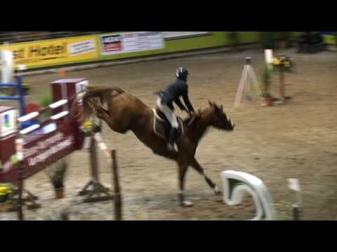 ♥ My Dove Dora Becourt- jumping horse  by Gold de Becourt