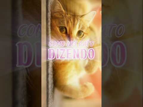 HA HEE - THE KIFFNESS X CHAI KITCHI (TRADUÇÃO)