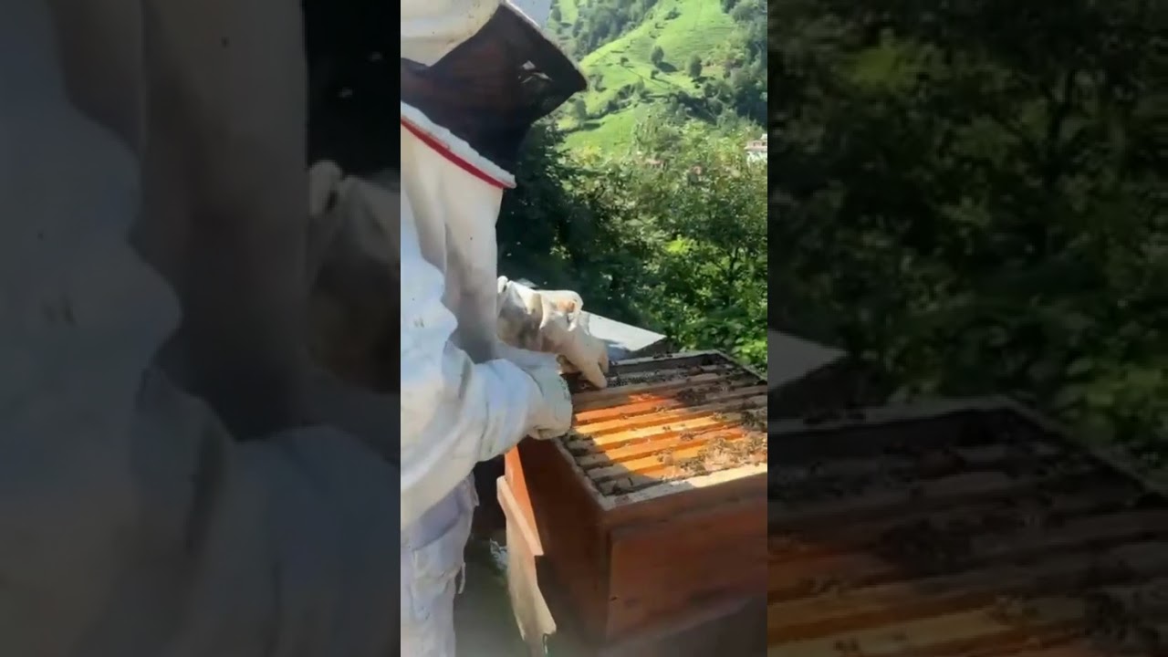 KESTANE BALI YAPIM AŞAMALARI