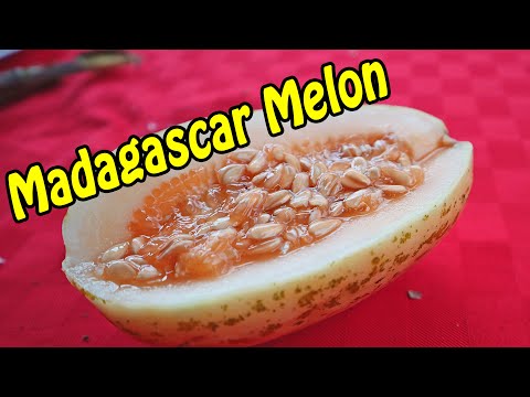 Voatango Melon - Weird Fruit Explorer 373