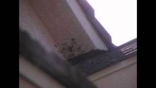HOW TO GET RID OF BEES & WASP SILVER LAKE 213-928-7764