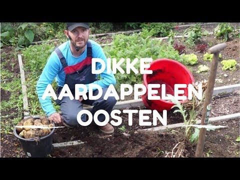 , title : 'Toms Moestuin 2017 : Dikke aardappelen Agria oogsten'