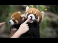 TRY NOT TO LAUGH - Funny Animal Red Pandas to Make You Smile!