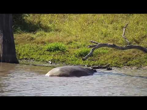 Djuma: Blacksmith Lapwing and resting Hippo - 13:42 - 06/10/2023