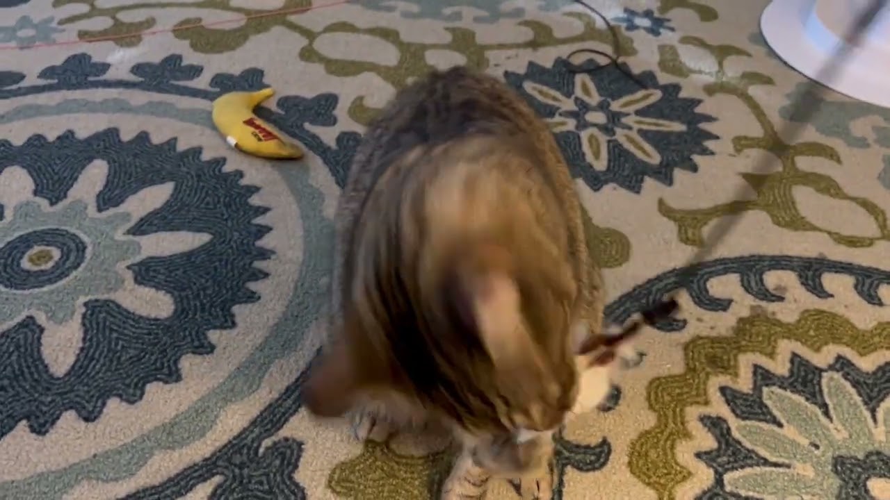 Nugget, a Adoptable Domestic Short Hair in Springfield, OR video 6/6