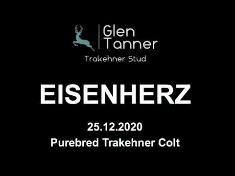 Eisenherz - 20 months old (E.H. Ivanhoe a.d. St.Pr.u.Pr.St. Elfenzauber v. E.H. Herzensdieb).