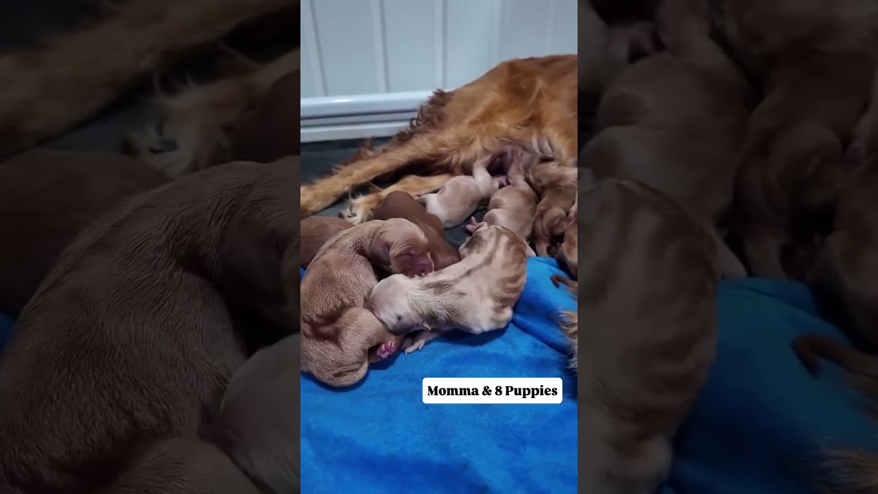 Laurel had her litter today and ate beautiful puppies have arrived