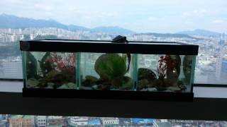 Turtle and Beta & His friends.거북이 & 베타와친구들. (Lonesome stranger  - Gamma Ray)