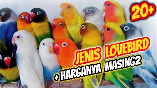 Download lagu 20 Jenis-Jenis Lovebird Berdasarkan Warna dan Harganya (TERLENGKAP) mp3 Download lagu 20 Jenis-Jenis Lovebird Berdasarkan Warna dan Harganya (TERLENGKAP) mp3
