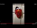 Elmo At The Door