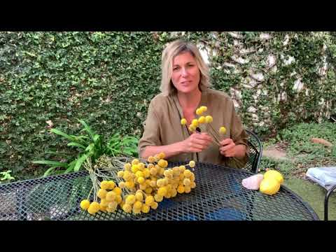 Craspedia- A crazy flower to inspire us  today