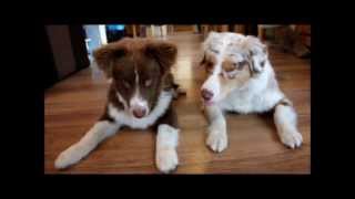 Australian shepherds doing tricks