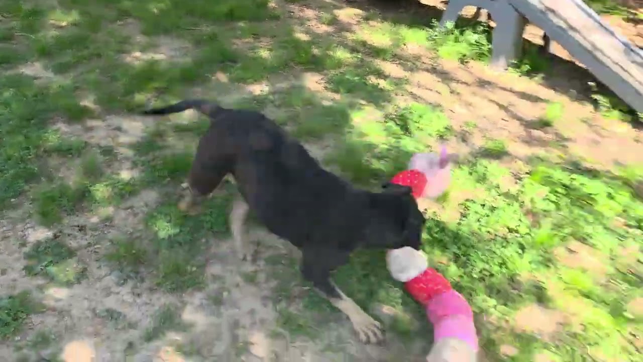 Molly Mae, a Adoptable mixed breed in Rossville, TN video 6/6