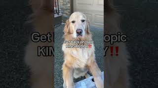 The LADDER incident 😬 #goldenretriever #doghumor #funnydog #ladder #sorrydad