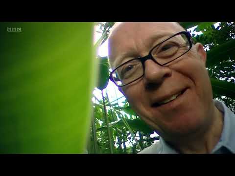 Botany: A Blooming History - 2. Photosynthesis (BBC)