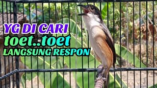 Download lagu Cendet Gacor Paling Di Cari Toet Toet Respon Cepat Buat Cendet Manapun Langsung Nyaut Seketika mp3 Download lagu Cendet Gacor Paling Di Cari Toet Toet Respon Cepat Buat Cendet Manapun Langsung Nyaut Seketika mp3